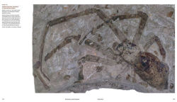 Alternative view 6 of Extinction and Evolution: What Fossils Reveal About the History of Life