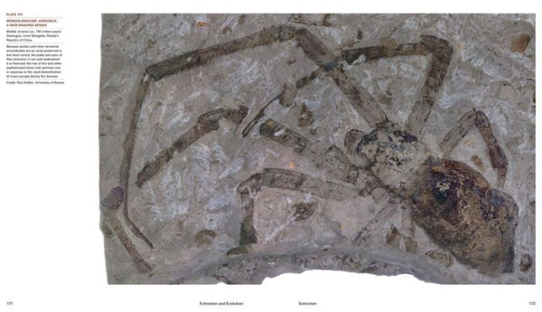 Extinction and Evolution: What Fossils Reveal About the History of Life