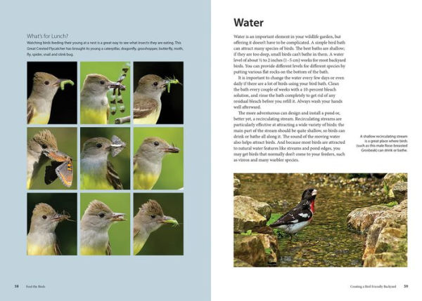 Feed the Birds: Attract and Identify 196 Common North American Birds