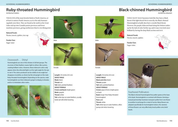 Feed the Birds: Attract and Identify 196 Common North American Birds