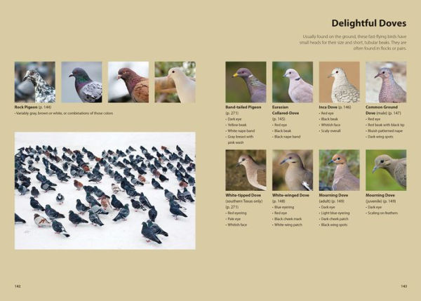 Feed the Birds: Attract and Identify 196 Common North American Birds