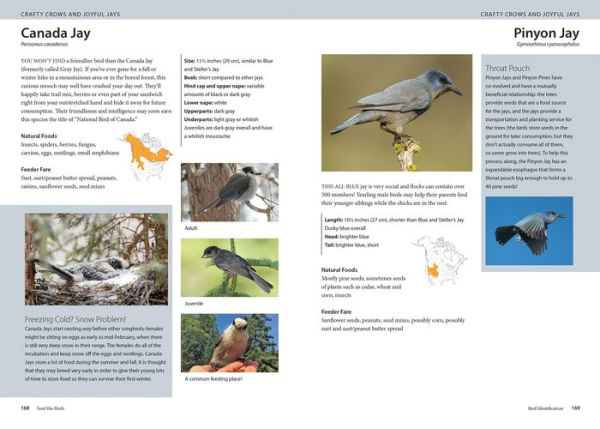 Feed the Birds: Attract and Identify 196 Common North American Birds