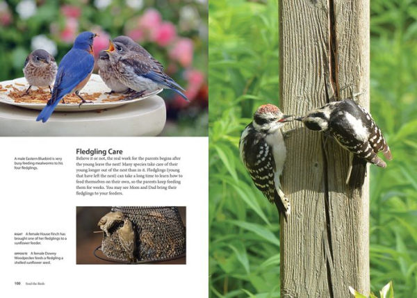 Feed the Birds: Attract and Identify 196 Common North American Birds [Book]