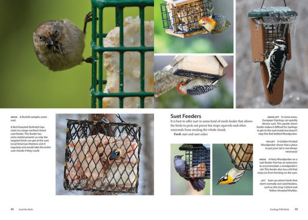 Why Do We Feed Birds—and Should We? A Q&A With the Experts