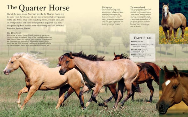 Dreaming of Horses