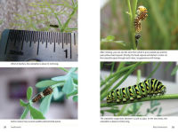 Alternative view 12 of Raising Butterflies in the Garden