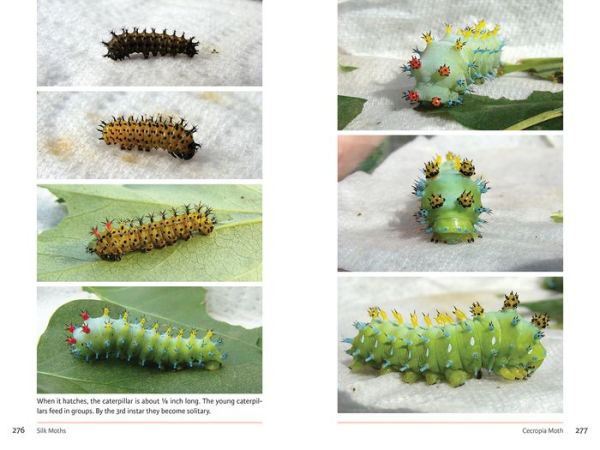 Raising Butterflies in the Garden