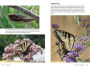 Alternative view 18 of Raising Butterflies in the Garden