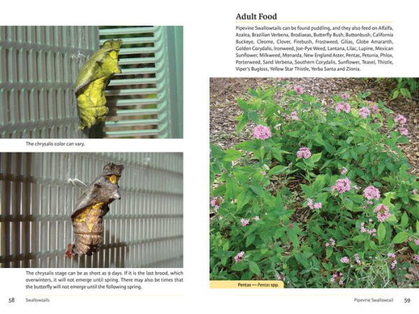 Raising Butterflies in the Garden