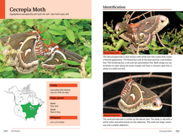 Raising Butterflies in the Garden