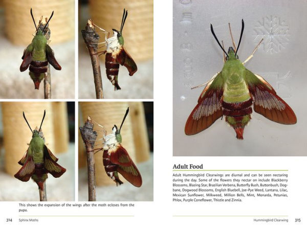 Raising Butterflies in the Garden