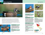 Alternative view 4 of Waterfowl of Eastern North America