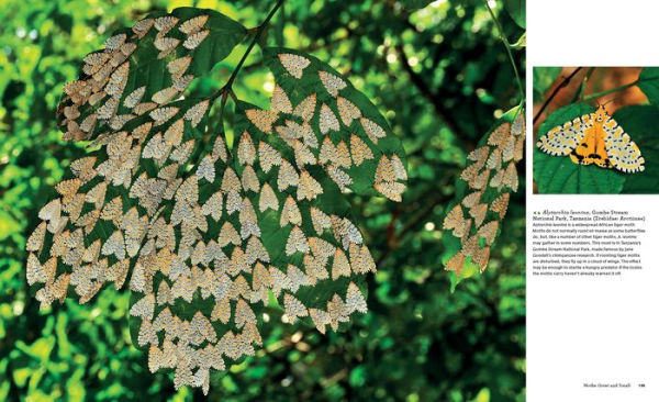 Butterflies: Their Natural History and Diversity