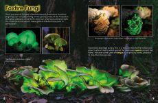 Alternative view 9 of Nature at Night