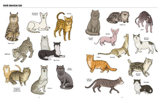 Big Cats, Little Cats: A Visual Guide to the World's Cats by Jim Medway ...