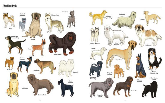 Big Dogs Little Dogs A Visual Guide To The World S Dogs By Jim Medway Paperback Barnes Noble