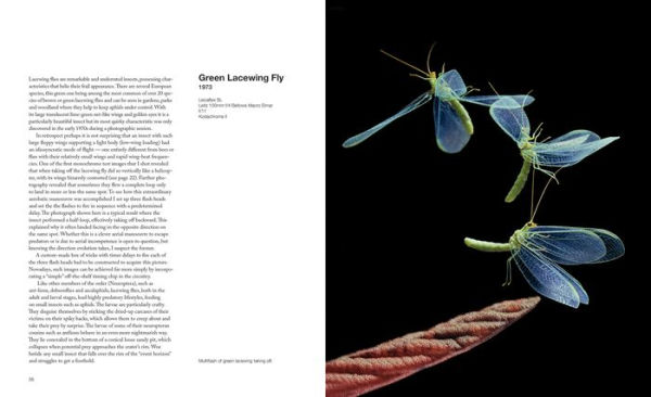 Capturing Motion: My Life in High-Speed Nature Photography