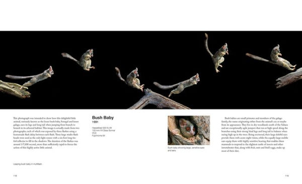Capturing Motion: My Life in High-Speed Nature Photography