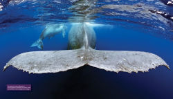 Alternative view 11 of Reef Life: A Guide to Tropical Marine Life