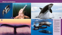 Alternative view 12 of Reef Life: A Guide to Tropical Marine Life