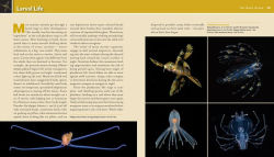 Alternative view 13 of Reef Life: A Guide to Tropical Marine Life