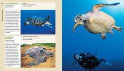 Alternative view 14 of Reef Life: A Guide to Tropical Marine Life