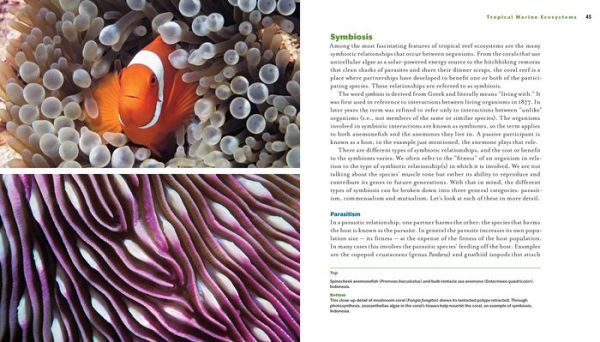 Reef Life: A Guide to Tropical Marine Life