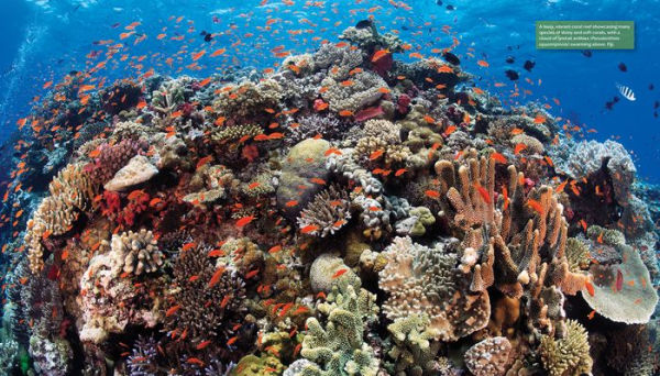 Reef Life: A Guide to Tropical Marine Life