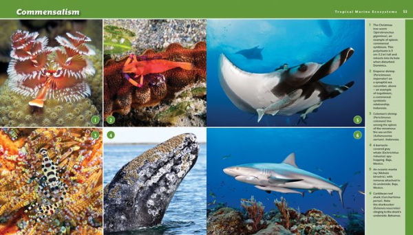 Reef Life: A Guide to Tropical Marine Life