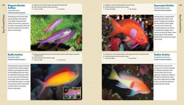 Reef Life: A Guide to Tropical Marine Life