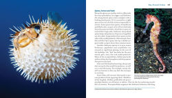 Alternative view 21 of Reef Life: A Guide to Tropical Marine Life