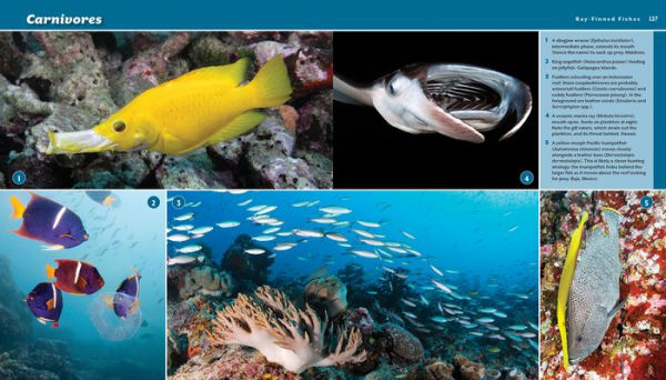 Reef Life: A Guide to Tropical Marine Life