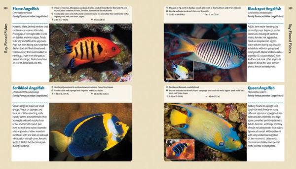 Reef Life: A Guide to Tropical Marine Life