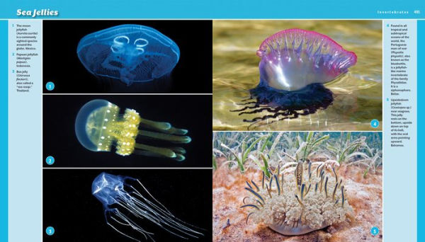 Reef Life: A Guide to Tropical Marine Life