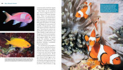 Alternative view 25 of Reef Life: A Guide to Tropical Marine Life