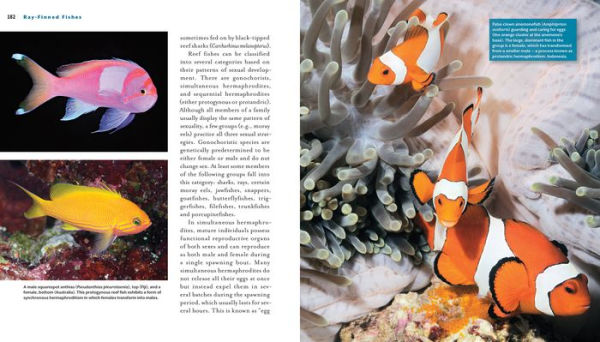 Reef Life: A Guide to Tropical Marine Life