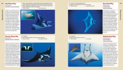 Alternative view 26 of Reef Life: A Guide to Tropical Marine Life