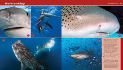Alternative view 27 of Reef Life: A Guide to Tropical Marine Life