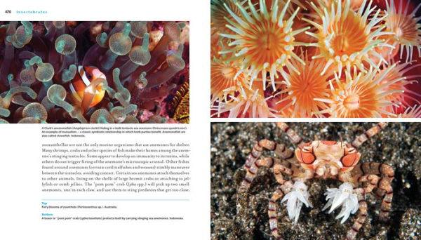 Reef Life: A Guide to Tropical Marine Life