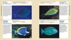 Alternative view 3 of Reef Life: A Guide to Tropical Marine Life