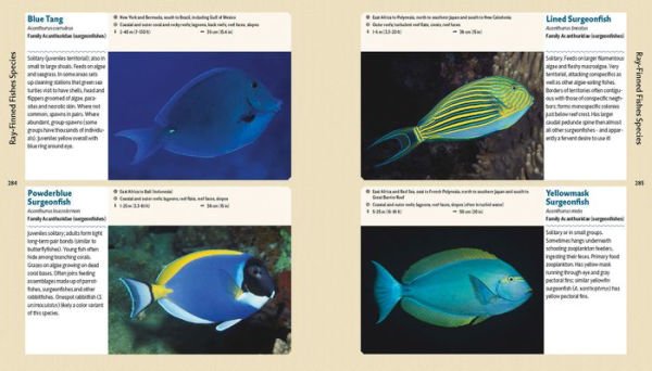 Reef Life: A Guide to Tropical Marine Life