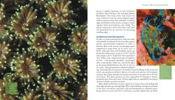 Alternative view 4 of Reef Life: A Guide to Tropical Marine Life