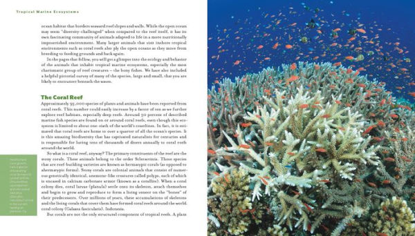 Reef Life: A Guide to Tropical Marine Life