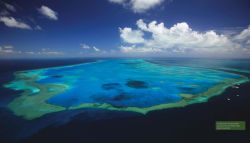 Alternative view 6 of Reef Life: A Guide to Tropical Marine Life