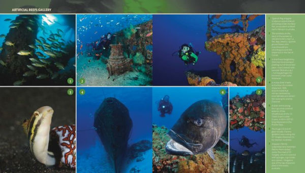 Reef Life: A Guide to Tropical Marine Life