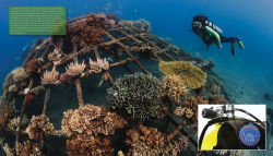 Alternative view 8 of Reef Life: A Guide to Tropical Marine Life