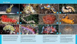 Alternative view 9 of Reef Life: A Guide to Tropical Marine Life