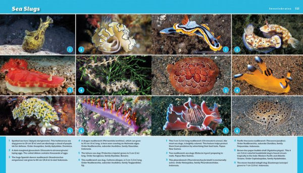 Reef Life: A Guide to Tropical Marine Life