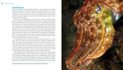 Alternative view 10 of Reef Life: A Guide to Tropical Marine Life