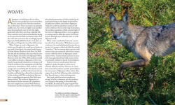 Alternative view 8 of The Explorer's Guide to Algonquin Park
